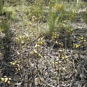 Diuris sulphurea at Bywong, NSW - 8 Nov 2010