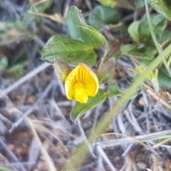 Zornia dyctiocarpa var. dyctiocarpa (Zornia) at Hume, ACT - 14 Nov 2017 by lesleypeden