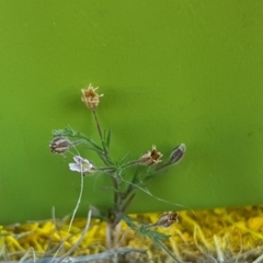 Silene gallica var. gallica (French Catchfly) at Hume, ACT - 14 Nov 2017 by lesleypeden