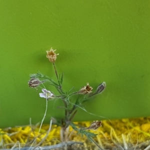 Silene gallica var. gallica at Hume, ACT - 14 Nov 2017 01:42 PM