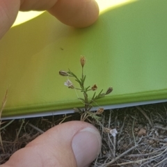 Silene gallica var. gallica at Hume, ACT - 14 Nov 2017 01:42 PM