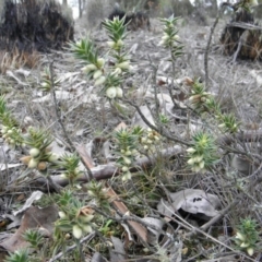 Melichrus urceolatus at Wamboin, NSW - 24 Jul 2014