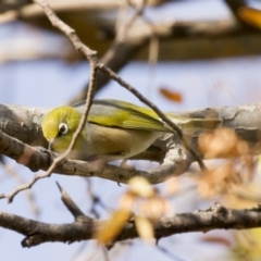 Zosterops lateralis (Silvereye) at Higgins, ACT - 7 Jun 2017 by Alison Milton