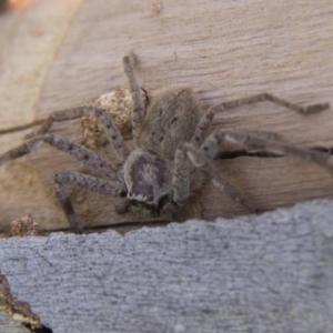 Isopeda sp. (genus) at Belconnen, ACT - 17 Sep 2017