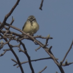 Acanthiza chrysorrhoa (Yellow-rumped Thornbill) at Higgins, ACT - 21 Sep 2017 by AlisonMilton