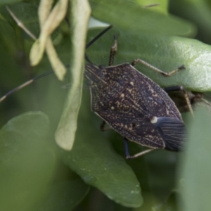 Poecilometis strigatus at Higgins, ACT - 22 Sep 2017