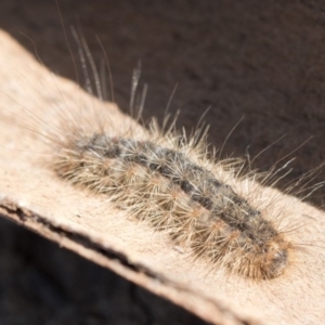 Leptocneria reducta at Higgins, ACT - 23 Sep 2017 11:53 AM