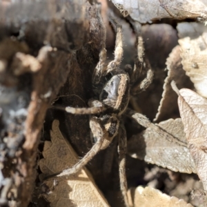 Venatrix sp. (genus) at Higgins, ACT - 4 Oct 2017