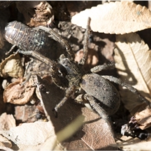 Portacosa cinerea at Higgins, ACT - 4 Oct 2017 07:39 AM