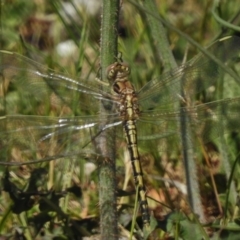 Orthetrum caledonicum (Blue Skimmer) at Belconnen, ACT - 13 Nov 2017 by JohnBundock