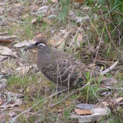 Phaps chalcoptera (Common Bronzewing) at Pialligo, ACT - 12 Nov 2017 by MatthewFrawley