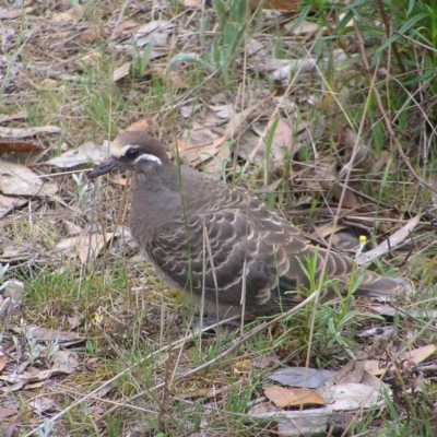 Phaps chalcoptera (Common Bronzewing) at Pialligo, ACT - 11 Nov 2017 by MatthewFrawley