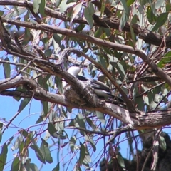 Lalage tricolor (White-winged Triller) at Pialligo, ACT - 12 Nov 2017 by MatthewFrawley