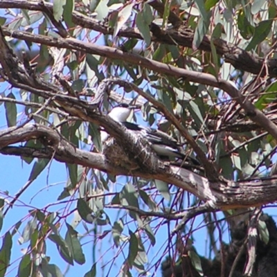 Lalage tricolor (White-winged Triller) at Pialligo, ACT - 12 Nov 2017 by MatthewFrawley