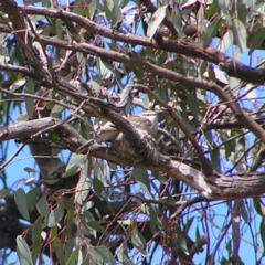 Lalage tricolor at Pialligo, ACT - 12 Nov 2017 10:52 AM