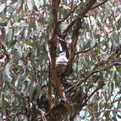 Lalage tricolor at Pialligo, ACT - 12 Nov 2017 10:52 AM