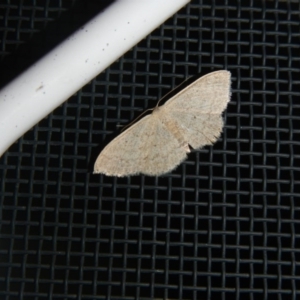 Scopula (genus) at Higgins, ACT - 4 Oct 2017