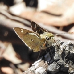 Trapezites luteus (Yellow Ochre, Rare White-spot Skipper) at Aranda Bushland - 13 Nov 2017 by JohnBundock