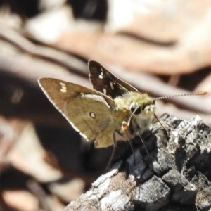 Trapezites luteus at Belconnen, ACT - 14 Nov 2017 09:52 AM