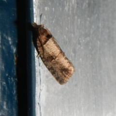 Rupicolana orthias (A tortrix or leafroller moth) at Higgins, ACT - 4 Oct 2017 by AlisonMilton