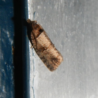 Rupicolana orthias (A tortrix or leafroller moth) at Higgins, ACT - 4 Oct 2017 by Alison Milton