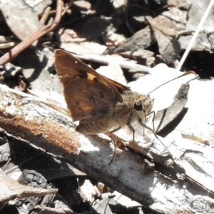 Trapezites phigalioides at Belconnen, ACT - 14 Nov 2017 10:06 AM