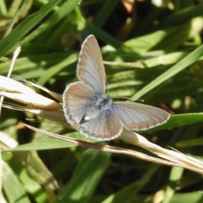 Zizina otis (Common Grass-Blue) at Belconnen, ACT - 13 Nov 2017 by JohnBundock