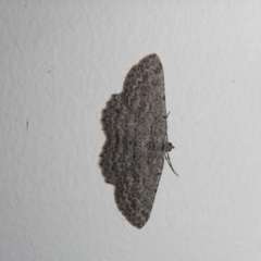 Psilosticha absorpta (Fine-waved Bark Moth) at Higgins, ACT - 4 Oct 2017 by Alison Milton