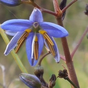 Dianella revoluta var. revoluta at Kambah, ACT - 14 Nov 2017