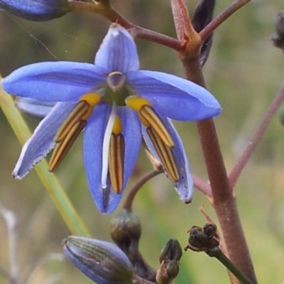 Dianella revoluta var. revoluta (Black-Anther Flax Lily) at Kambah, ACT - 14 Nov 2017 by RosemaryRoth