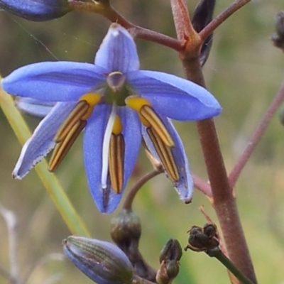 Dianella revoluta var. revoluta (Black-Anther Flax Lily) at Kambah, ACT - 13 Nov 2017 by RosemaryRoth