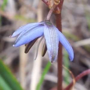 Dianella revoluta var. revoluta at Kambah, ACT - 14 Nov 2017