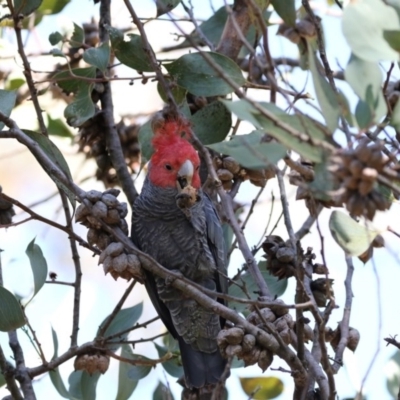 Callocephalon fimbriatum (Gang-gang Cockatoo) at Acton, ACT - 7 Oct 2017 by Alison Milton