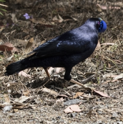 Ptilonorhynchus violaceus (Satin Bowerbird) at Acton, ACT - 6 Oct 2017 by AlisonMilton