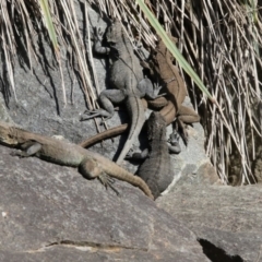 Intellagama lesueurii howittii (Gippsland Water Dragon) at Acton, ACT - 7 Oct 2017 by AlisonMilton