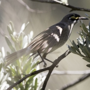 Caligavis chrysops at Acton, ACT - 7 Oct 2017