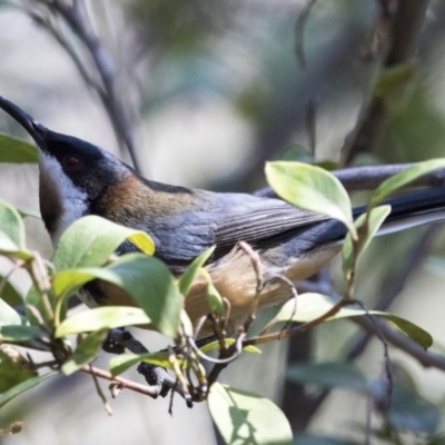 Acanthorhynchus tenuirostris (Eastern Spinebill) at Acton, ACT - 7 Oct 2017 by AlisonMilton