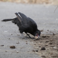 Corcorax melanorhamphos (White-winged Chough) at ANU Dickson Precinct - 7 Oct 2017 by AlisonMilton