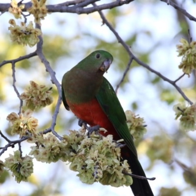 Alisterus scapularis (Australian King-Parrot) at Scullin, ACT - 7 Oct 2017 by AlisonMilton