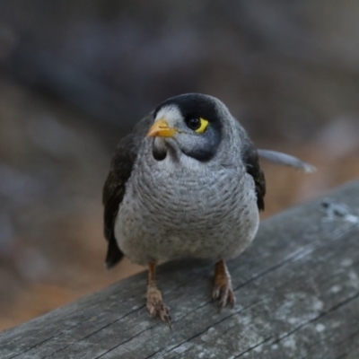 Manorina melanocephala (Noisy Miner) at Hawker, ACT - 7 Oct 2017 by Alison Milton