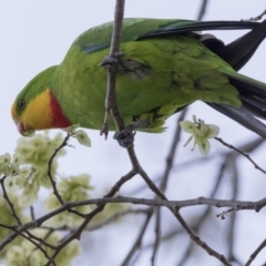 Polytelis swainsonii (Superb Parrot) at Hawker, ACT - 7 Oct 2017 by AlisonMilton