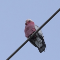 Eolophus roseicapilla (Galah) at Scullin, ACT - 7 Oct 2017 by AlisonMilton