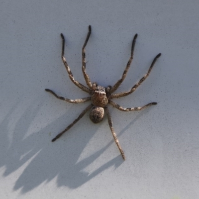 Sparassidae (family) (A Huntsman Spider) at Higgins, ACT - 10 Oct 2017 by Alison Milton