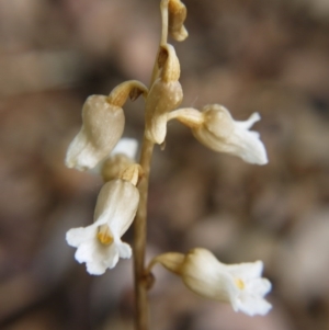 Gastrodia procera at Barton, ACT - 13 Nov 2017