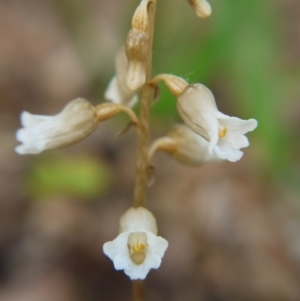 Gastrodia procera at Barton, ACT - 13 Nov 2017