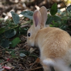 Oryctolagus cuniculus (European Rabbit) at ANBG - 11 Oct 2017 by Alison Milton