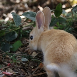 Oryctolagus cuniculus at Acton, ACT - 11 Oct 2017