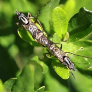 Ectinorhynchus sp. (genus) at Higgins, ACT - 12 Oct 2017