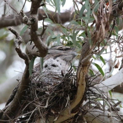 Podargus strigoides (Tawny Frogmouth) at Acton, ACT - 13 Oct 2017 by AlisonMilton