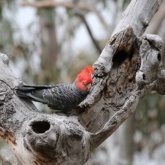 Callocephalon fimbriatum (Gang-gang Cockatoo) at Acton, ACT - 14 Oct 2017 by AlisonMilton